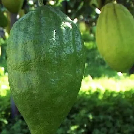 Un Posto Al Sole 3* Santa Maria Del Cedro