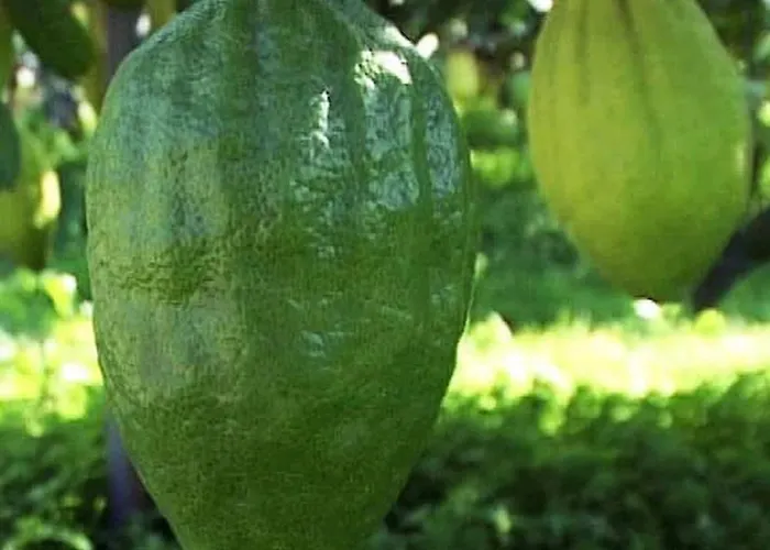 Un Posto Al Sole 3* Santa Maria del Cedro